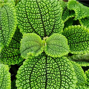 Pilea Involucrata 'Moon Valley'